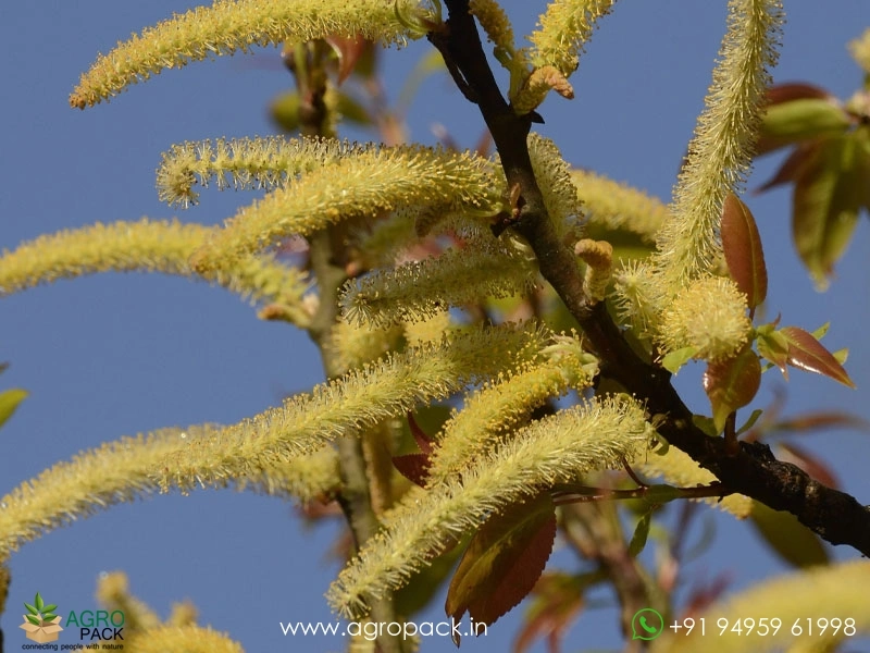 Indian-willow-Salix-tetrasperma2