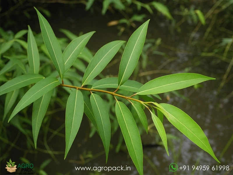 Indian-willow-Salix-tetrasperma3