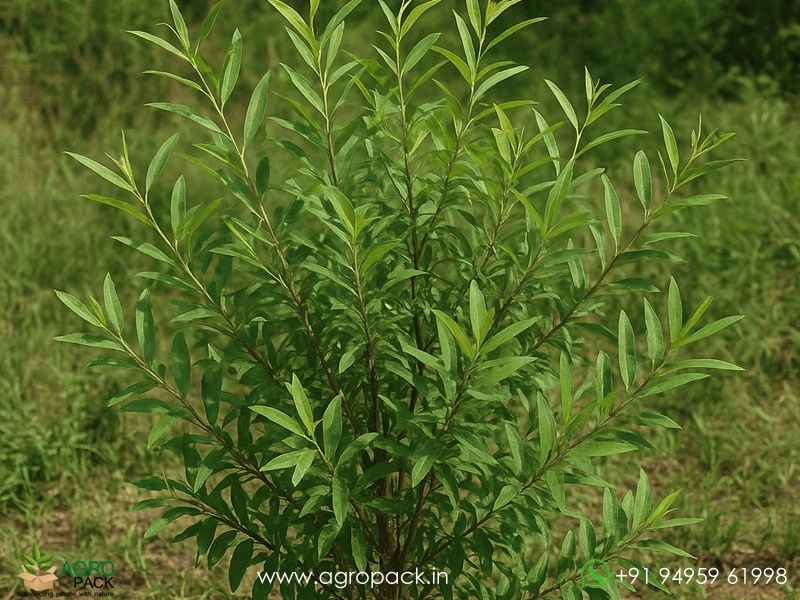 Indian-willow-Salix-tetrasperma4