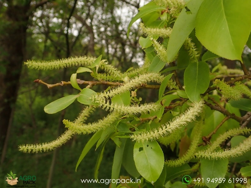 Indian-willow-Salix-tetrasperma5