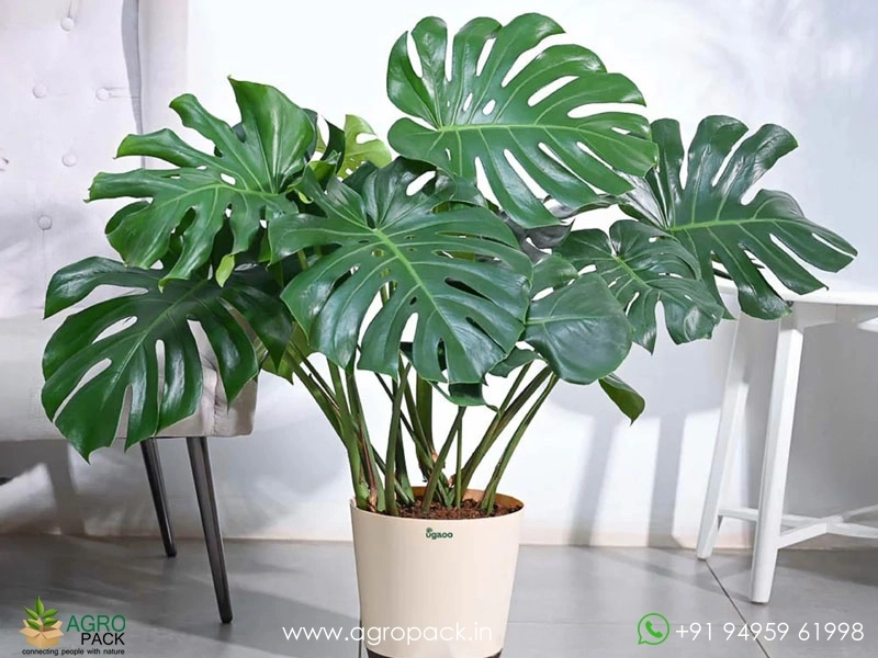 Indoor6