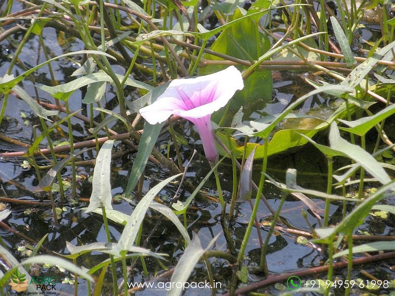 Ipomoea-aquatica1