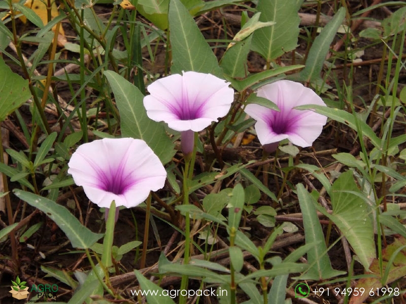 Ipomoea-aquatica2