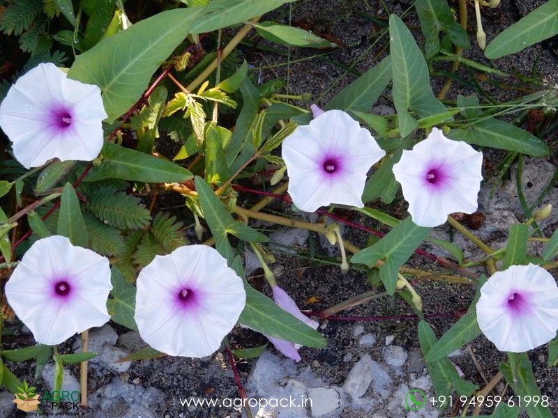 Ipomoea-aquatica3
