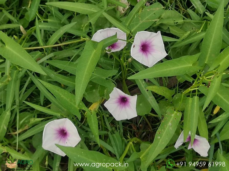 Ipomoea-aquatica6