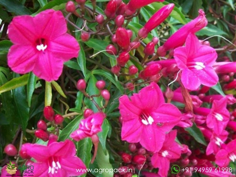 Ipomoea-horsfalliae1