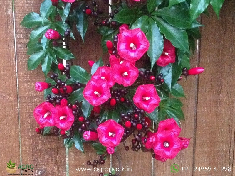 Ipomoea-horsfalliae3