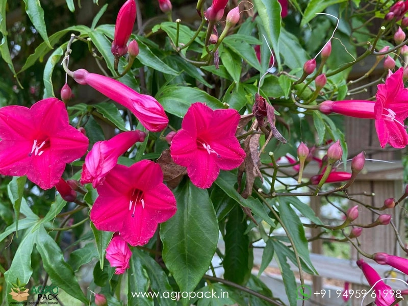 Ipomoea-horsfalliae5