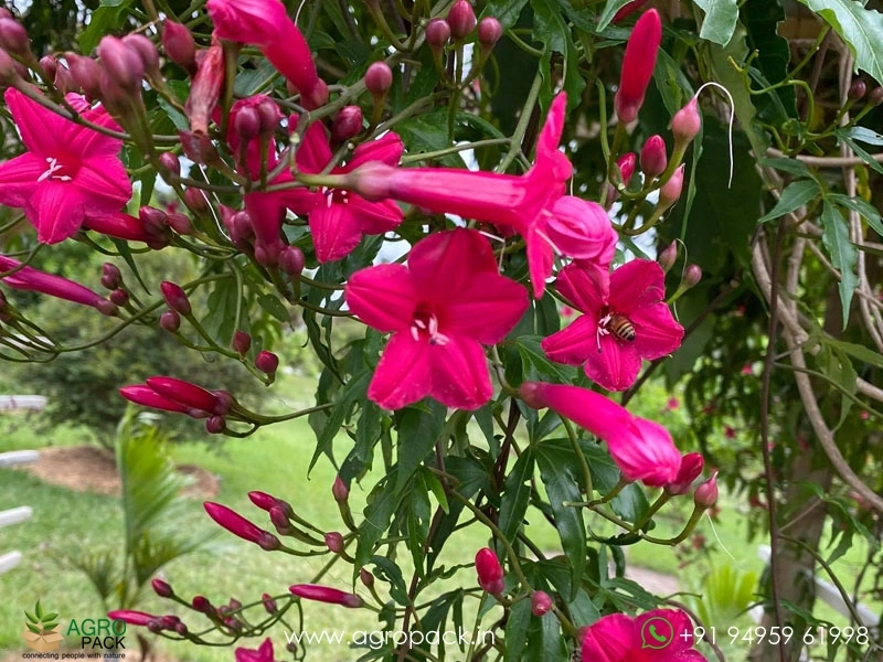 Ipomoea-horsfalliae6