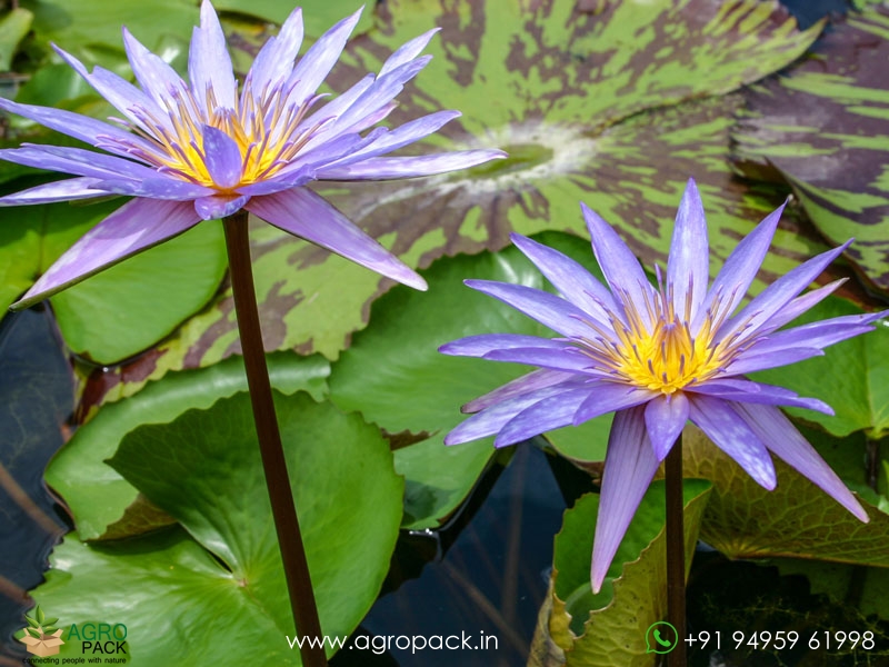 Islamorada-Tropical-Water-Lilly2