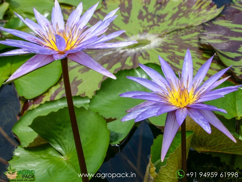 Islamorada-Tropical-Water-Lilly2