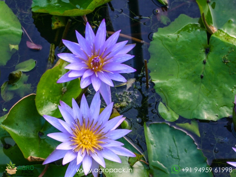 Islamorada-Tropical-Water-Lilly3
