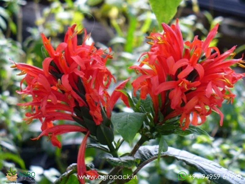 Jacobina-Red1
