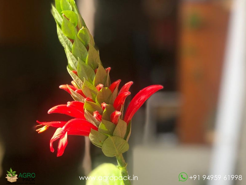 Jacobina-Red3