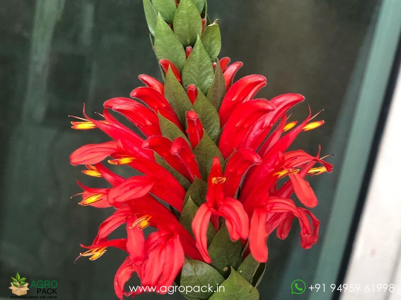 Jacobina-Red4