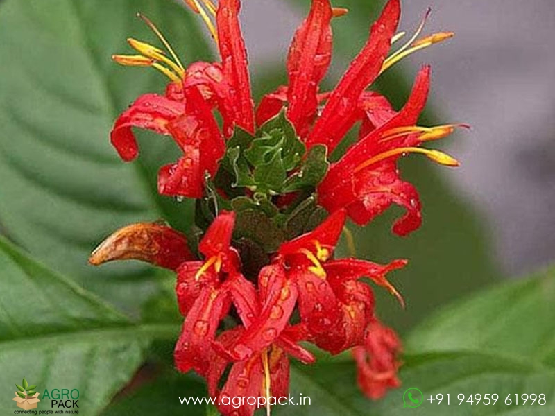 Jacobina-Red5
