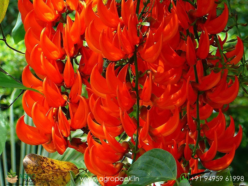 Jade-Vine-Red1