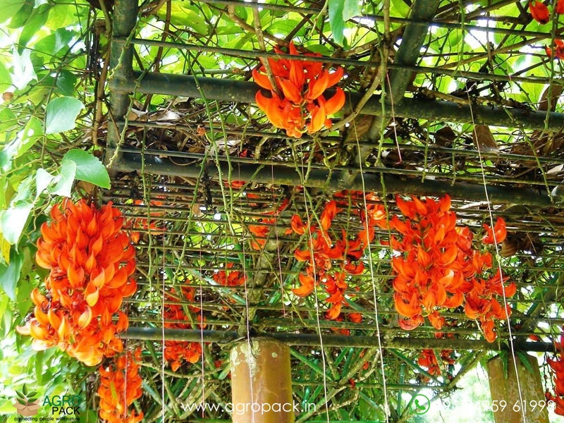 Jade-Vine-Red3