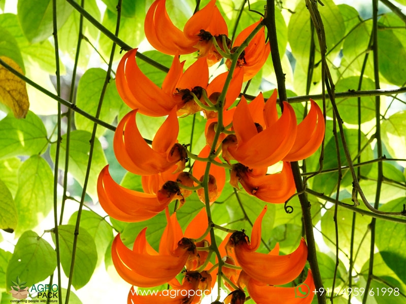 Jade-Vine-Red4