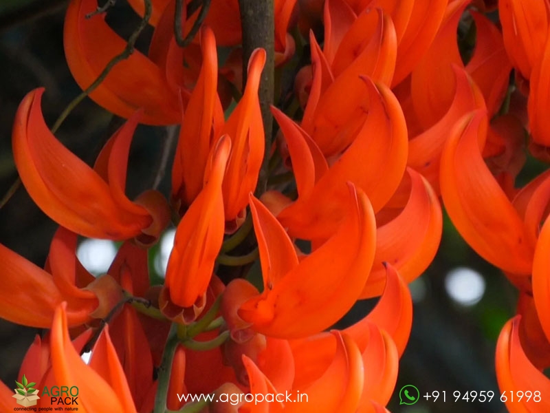 Jade-Vine-Red5
