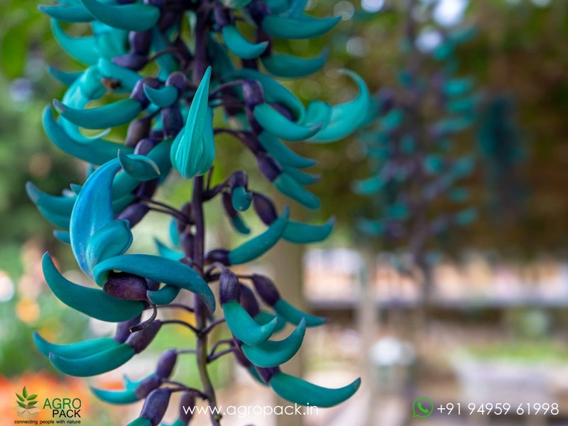 Jade-Wine-Blue1