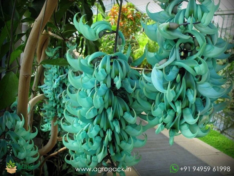 Jade-Wine-Blue2