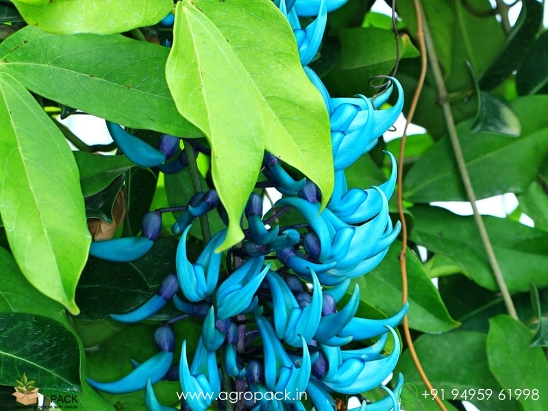 Jade-Wine-Blue4