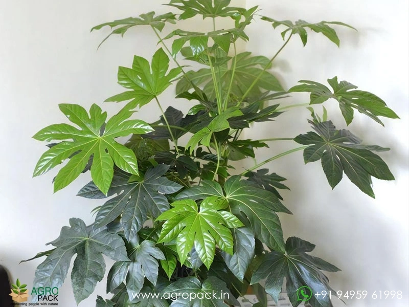 Japanese-Aralia1