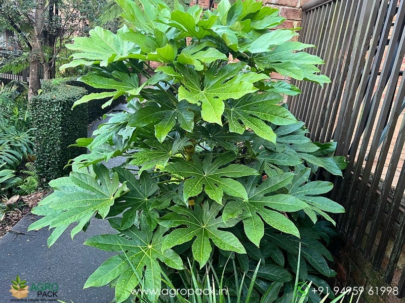 Japanese-Aralia3