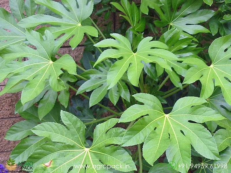 Japanese-Aralia4