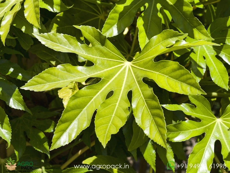 Japanese-Aralia5