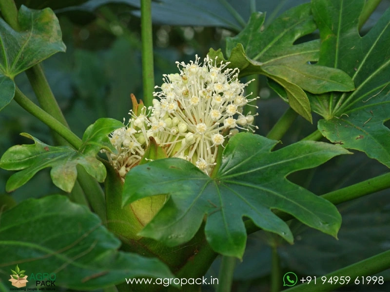 Japanese-Aralia6