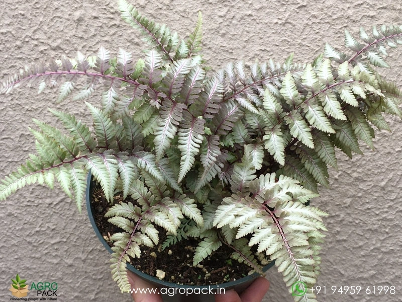Japanese-Painted-Fern5