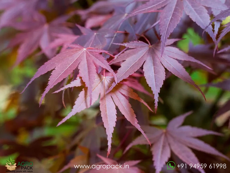Japanese-Red-Maple1
