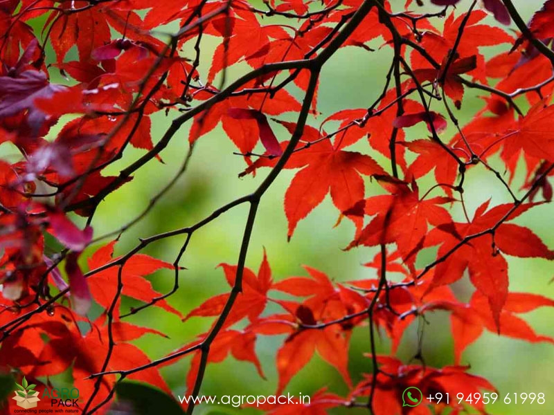 Japanese-Red-Maple2