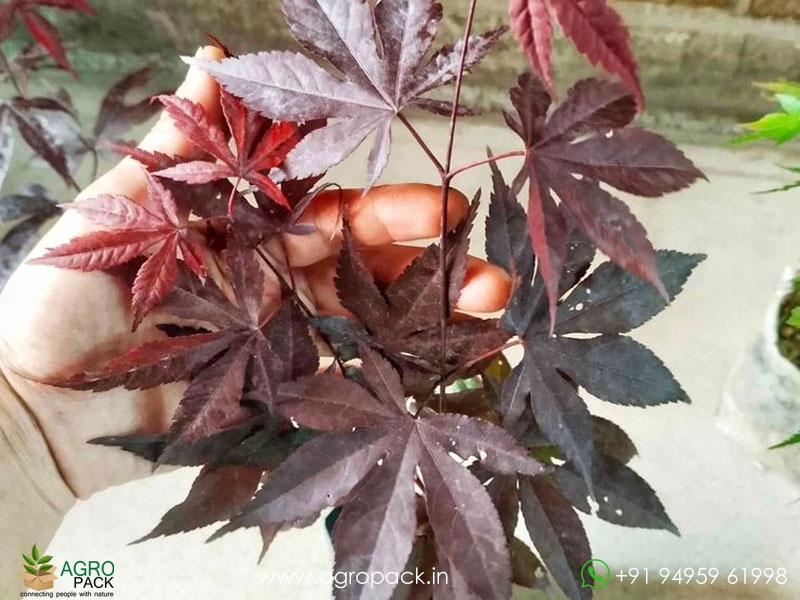 Japanese-Red-Maple3