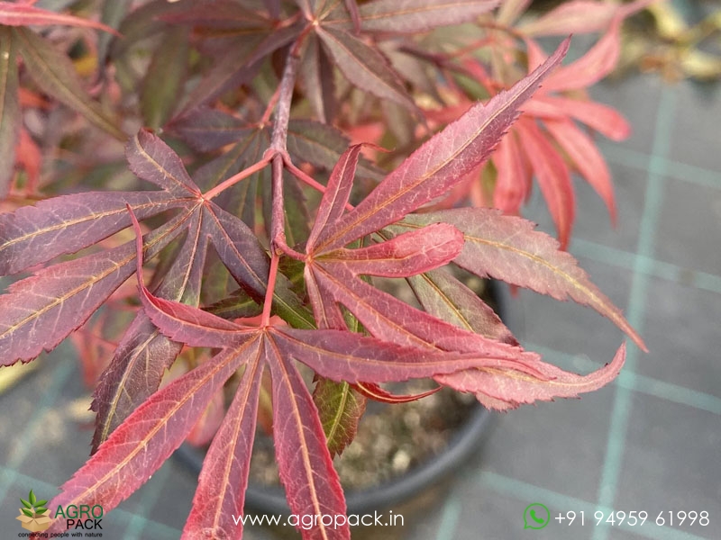 Japanese-Red-Maple4
