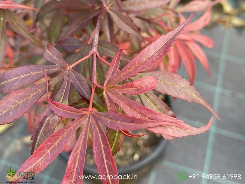 Japanese-Red-Maple4