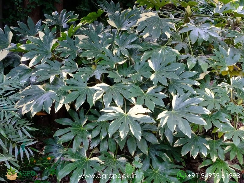 Japonica-Fatsia-Variegated2