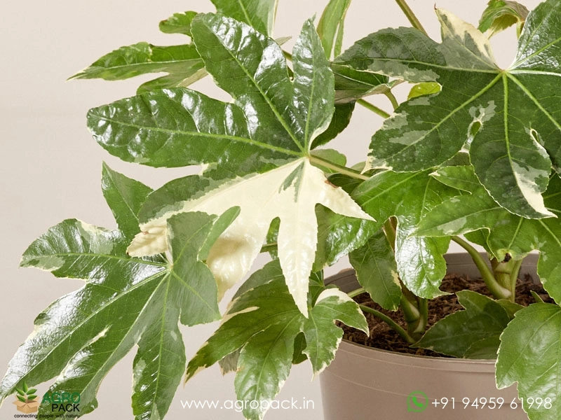 Japonica-Fatsia-Variegated3