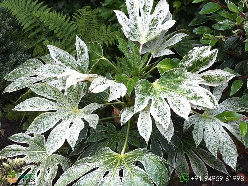 Japonica-Fatsia-Variegated5