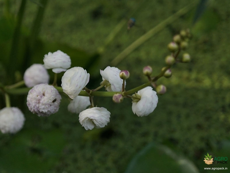 Japonica1