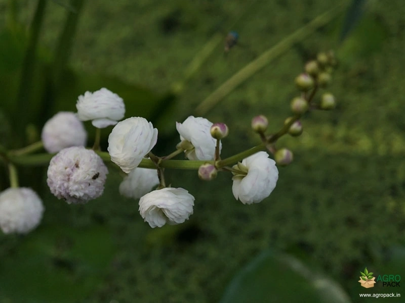Japonica1