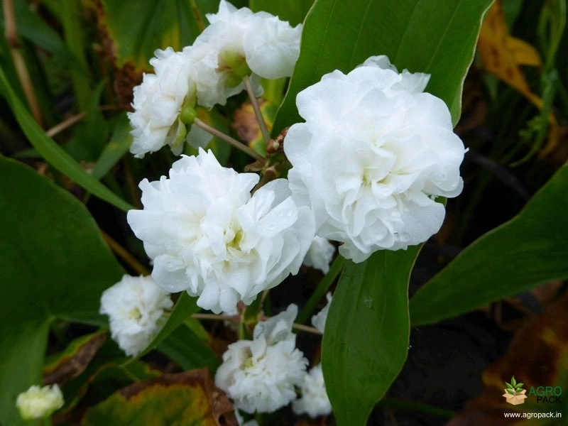 Japonica2