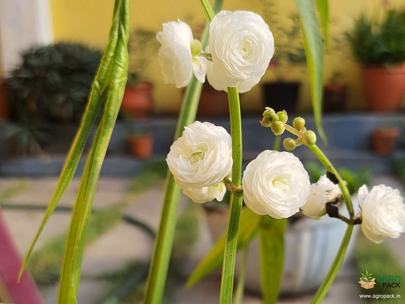 Japonica3