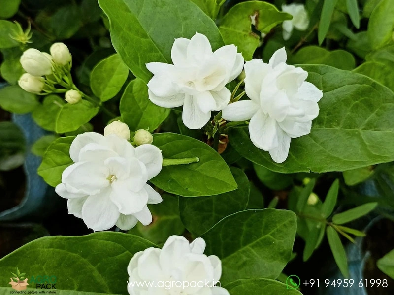 Jasmine6