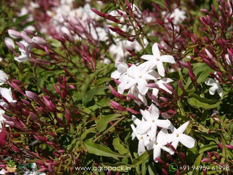 Jasminum-Polyanthum2