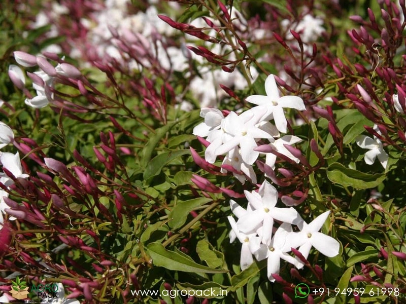 Jasminum-Polyanthum2