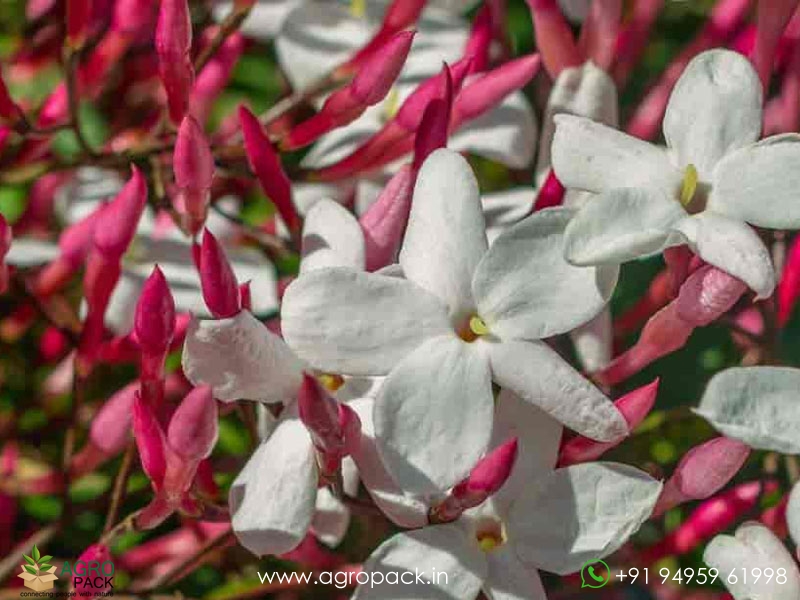 Jasminum-Polyanthum3