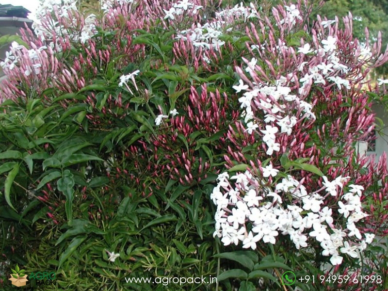 Jasminum-Polyanthum4